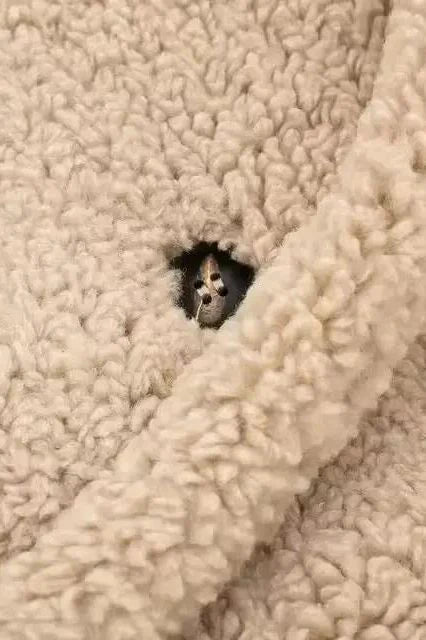 Detailed view of teddy coat button – premium double-breasted button design on thick beige shearling fabric.
